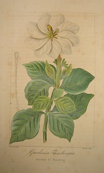 Bessa Pancrace (1771-1846) Gardenia Thunbergia. Gardene de Thunberg 1828 Bruxelles 